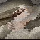 RINGO-Living Couchtisch Callisto I aus Teakholz in...