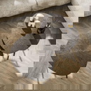 RINGO-Living Couchtisch Kati aus Holz in Bronze 2er Set